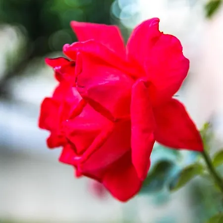 Pignataro ベッド・アンド・ブレックファスト 3*