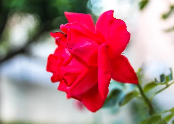 Pignataro 住宿加早餐酒店 3*